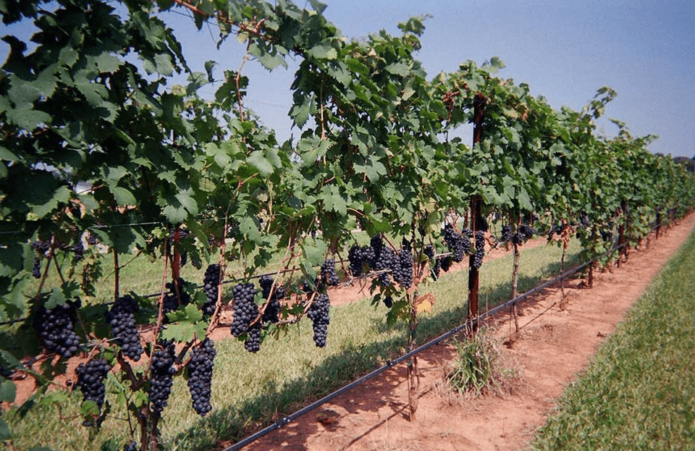 Plantación de vid