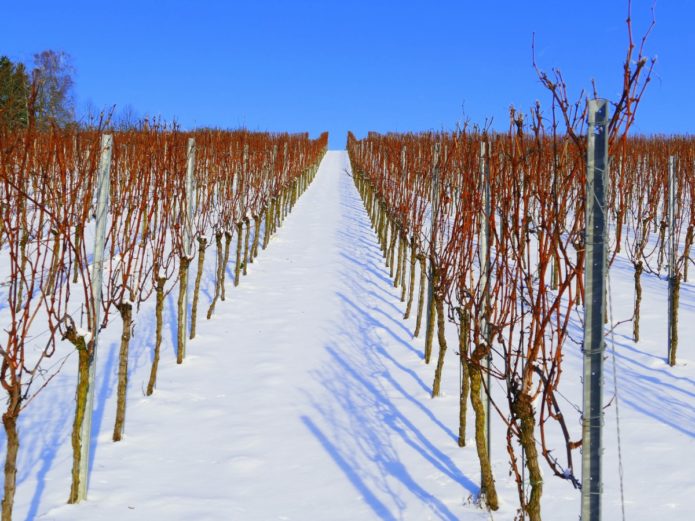 Vigneto in inverno