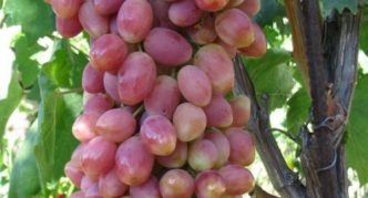 Angelica grape variety