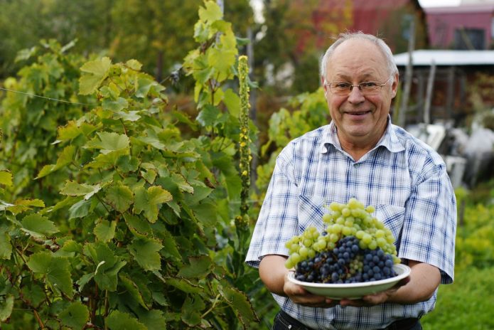 Uvas en Siberia