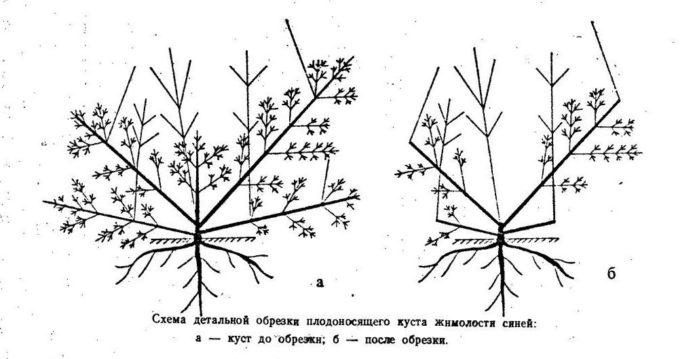 Kaprifolium beskæringsmønster