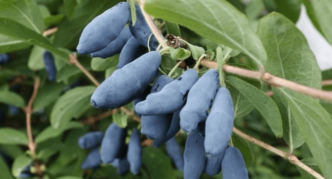 Blue Spindle Variety