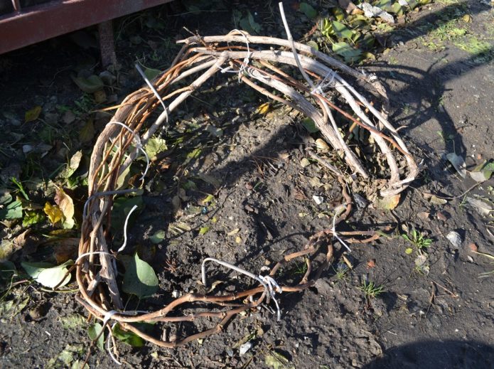 förbereder clematis för skydd