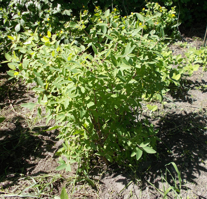 Kaprifolium busk Blå spindel