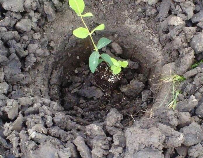 Emplacement du jeune arbre