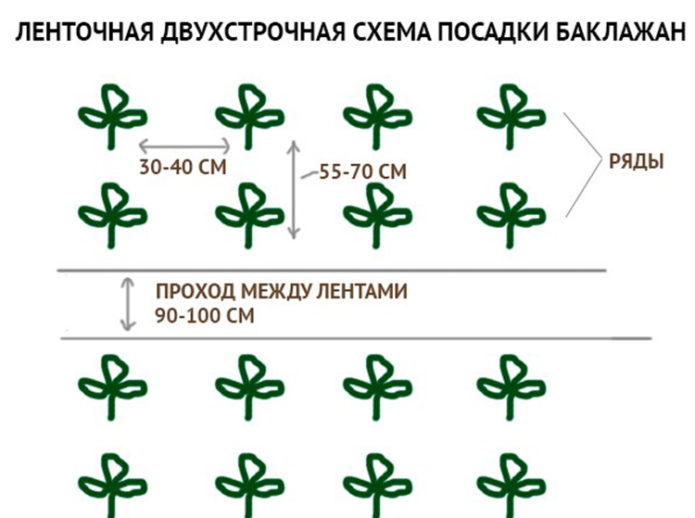 Schemat sadzenia bakłażana Clorinda F1