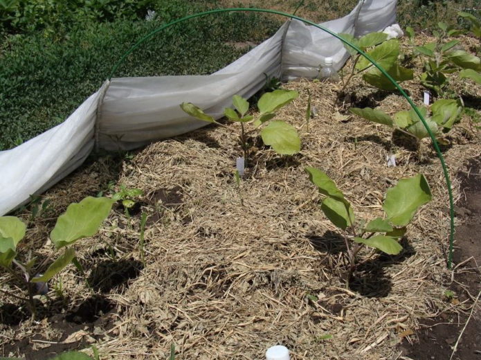 Haymilled aubergine bed