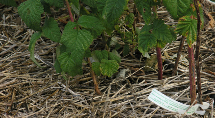 Raspberry mulching