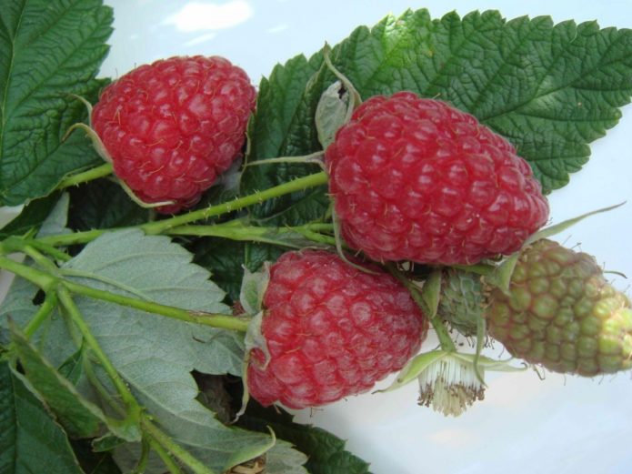 Variétés de framboises Brusvyana