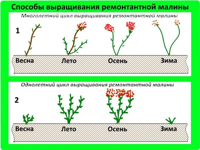 Схематично представяне на храст ремонтантна малина