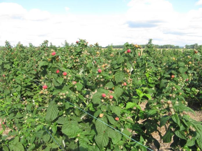 Raspberry bushes Brusvyan