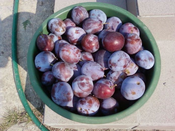 Cosecha de ciruelas de la variedad Anna Shpet.