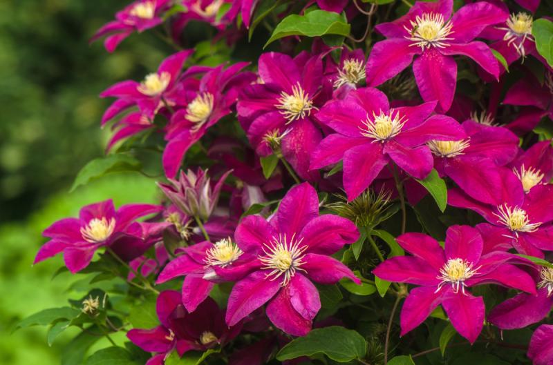 Cuidados com a clematis no outono e preparação para o inverno