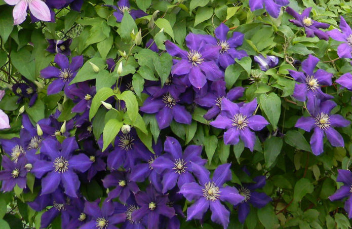 clematis