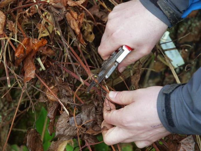 pruning clematis