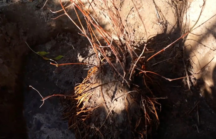 rudens klemato transplantacija