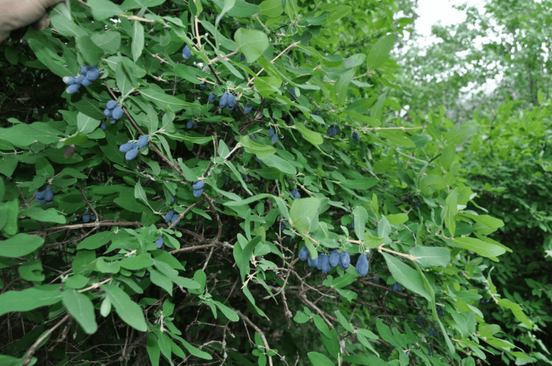 Honeysuckle