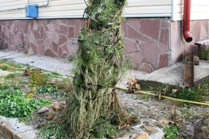 Caprifoglio riparato per l'inverno