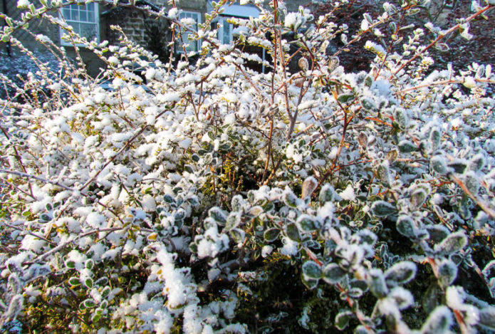 Chèvrefeuille dans la neige