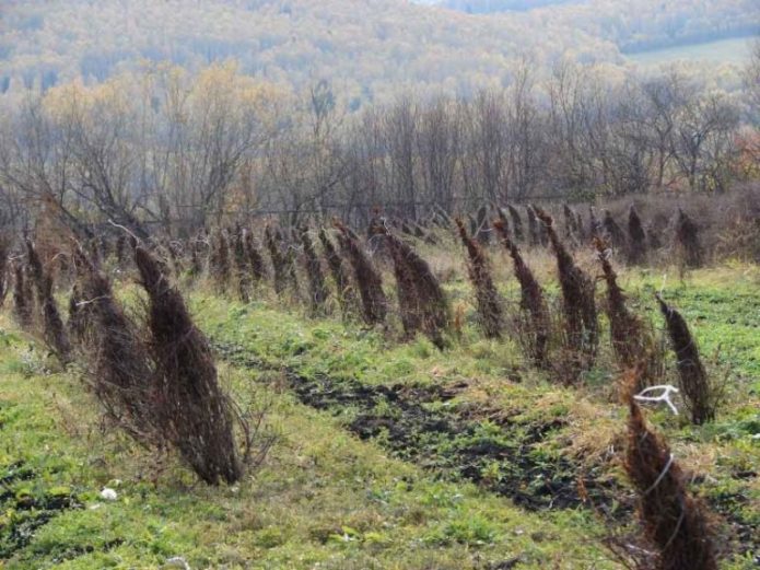 Cespugli di caprifoglio correlati