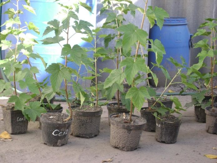 Plantule de cassis à racine fermée