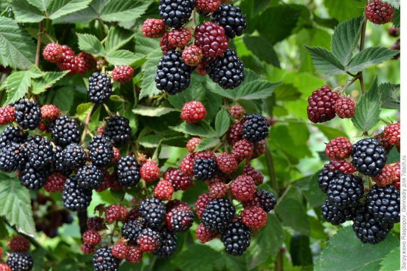 Cuidar las moras en el otoño en preparación para el invierno