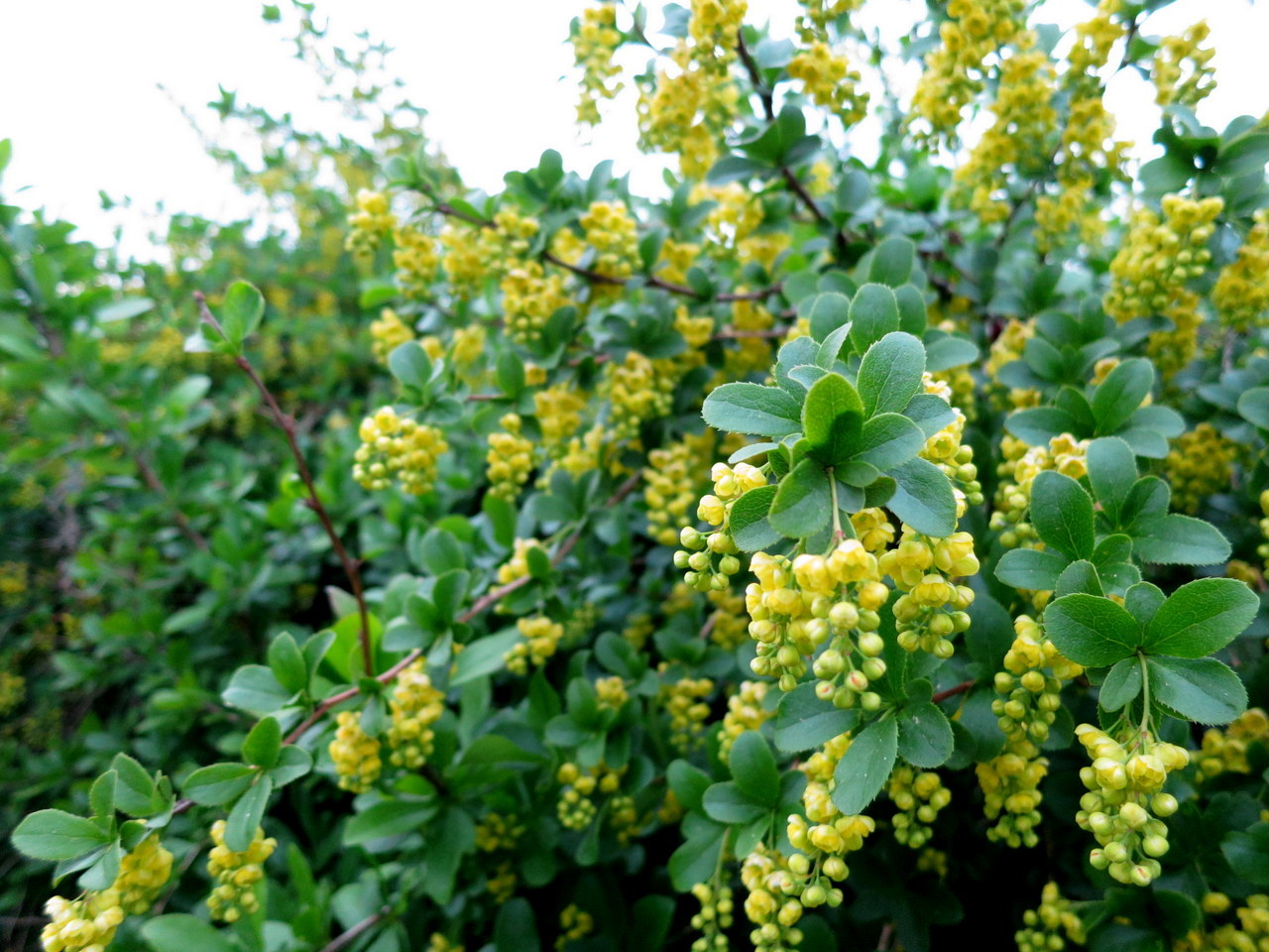 Pruning ng barberry: kung paano hugis at pabatain ang halaman