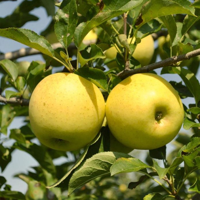 Pomes Golden Delicious