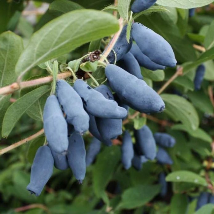 Honeysuckle Berries Swan