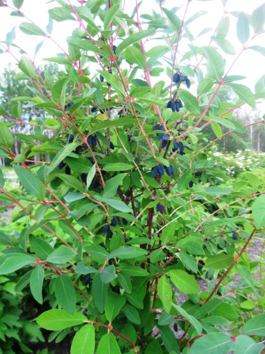 Honeysuckle bush Nymph