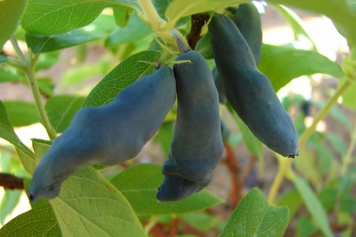 สายน้ำผึ้ง Berries Nymph