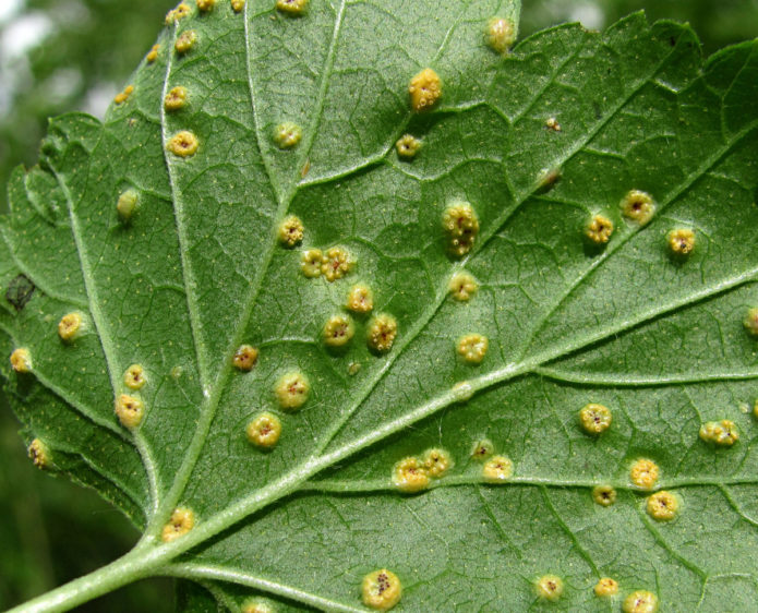 Currant leaf affected by goblet rust