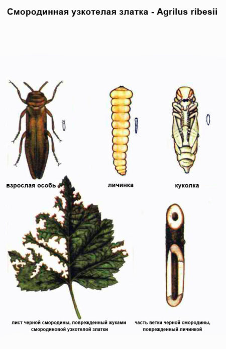 Botanische tekening van bes goudvis