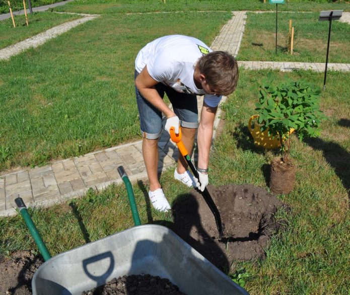 Forbereder en pit til kaprifolium