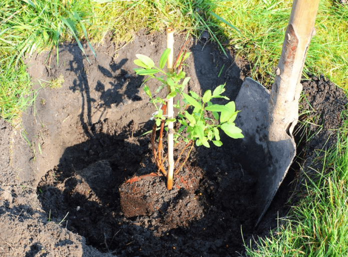 Menempatkan anak pokok honeysuckle di lubang