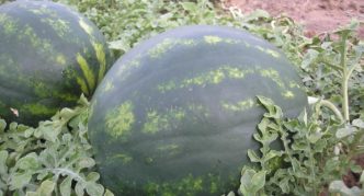 Wassermelone Zenith