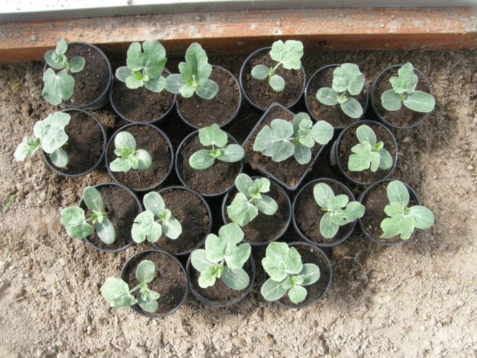 Seedling watermelon