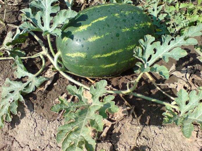 Watermeloen in de tuin