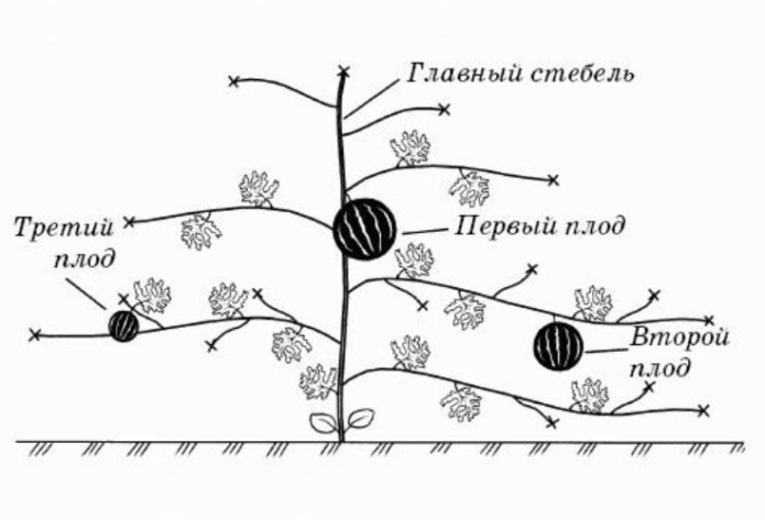 Modellazione dell'anguria