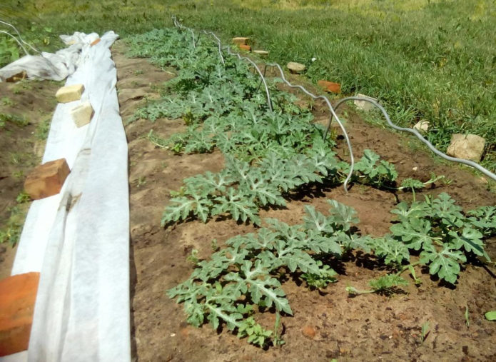 Plantas de melancia no jardim