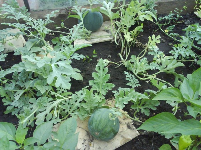 Wassermelonen auf Brettern