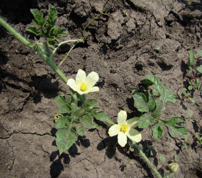 Vattenmelon blommor