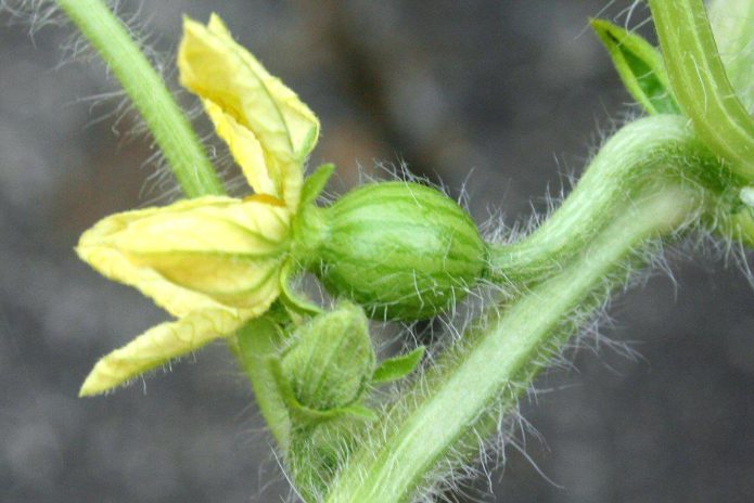 Kvinnlig vattenmelonblomma