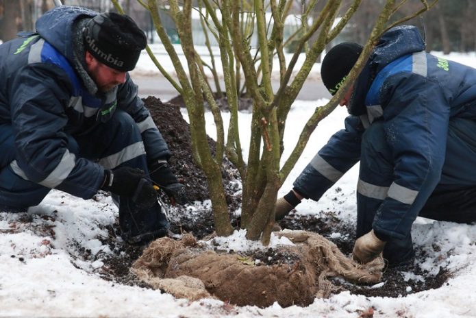 Plantning af et træ i et hul om vinteren