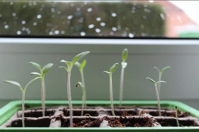 Brotos em células no peitoril da janela