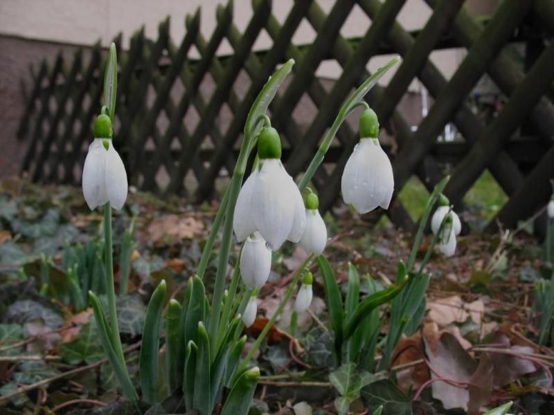 Calendário lunar do jardineiro e jardineiro para março de 2019