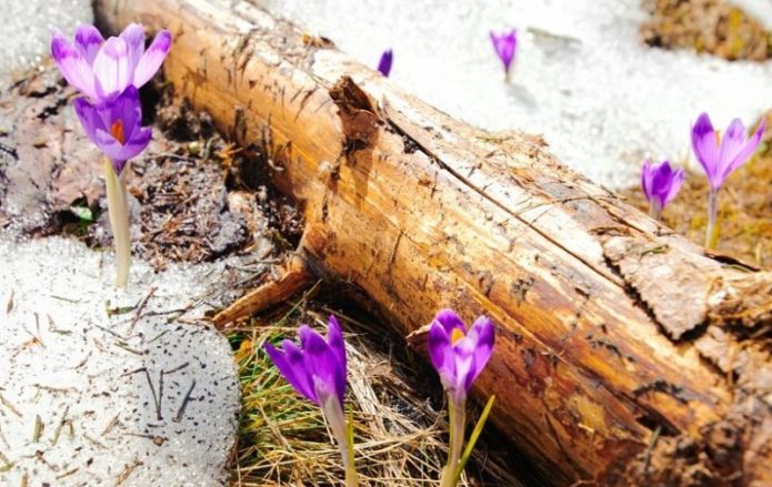 Κούτσουρο, χιόνι και primroses