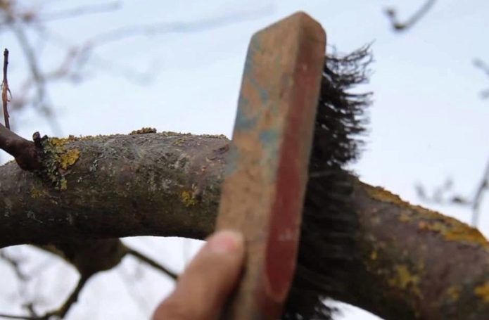 Membersihkan batang pokok dari lichen