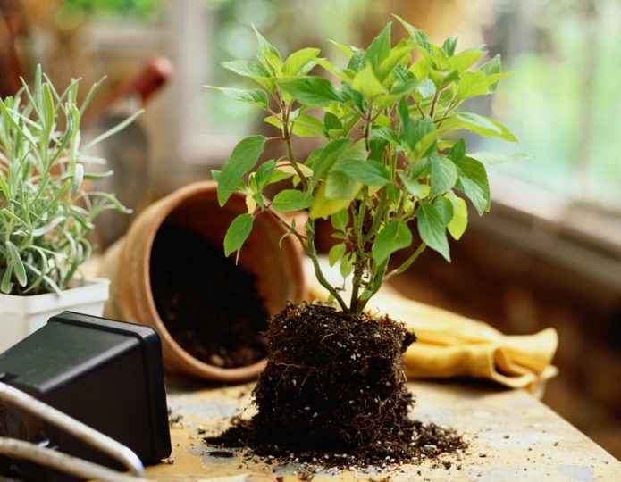 Giovane albero nel terreno e una pentola