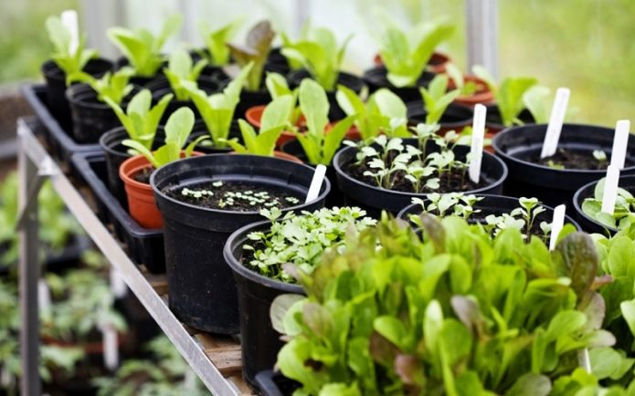 Piantare per la primavera in vaso